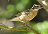 Juvenile Black Headed Grosbeak