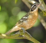 Juvenile Black Headed Grosbeak