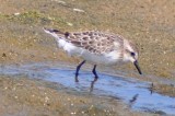 Semipalmated Sandpiper