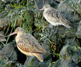 Bar-tailed Godwit