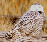 Immature Snowy Owl
