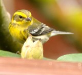 Female Townsends Warbler