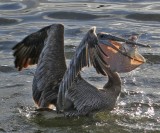 hungry-pelican.jpg