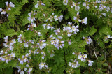 Small Flowers