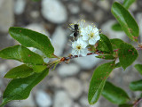 White Flowers and Bug
