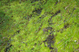 Mossy Greenery