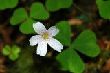 Flower with Clover