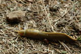 Side View of Slug