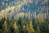 Yellow and Green Larches