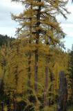 Generic Larch