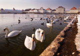 Swans in front of Nymphenburg Palace