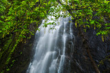 Waterfall & tree