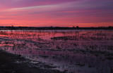 Wetland sunset
