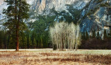 Yosemite trees