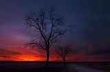 Trees in twilight