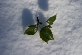 Leaf on the Halloween snowfall