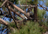 3-12-11 4638 eagle pair.jpg