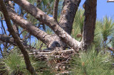 4-6-11 7899 eaglet Sunday.jpg