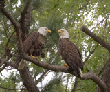 4-21-11 2679 eagle pair.jpg