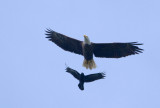 4-21-11 1940 crow chasing eagle.jpg