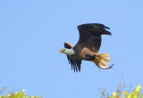 4-24-11 2865 male with fish.jpg