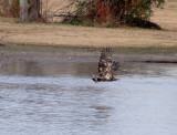 12-25-11-8273 banded VA Bch.jpg