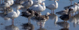 1-1-12-0192 snow geese.jpg