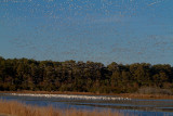 1-1-12-0501 snow geese.jpg
