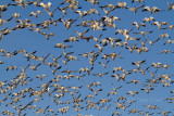 1-1-12-0773 snow geese.jpg