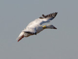 1-29-12-6812 banded snowgoose Mackey Is rs.jpg