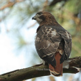 Red Tail Hawk 0158 1-5-08.jpg