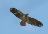 eagle juvie over LT  0267 1-1-08.jpg