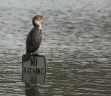 cormorant 0002 1-26-08.jpg