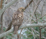 Coopers Hawk 0259 1-26-08.jpg