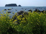 Seaside flowers