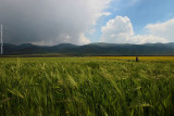 Highland barley field