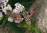 IMG_6368 Hummingbird Hawk Moth in Peru