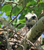 2012_06_26 Red Tailed Hawk Baby and Webcam Cleaning