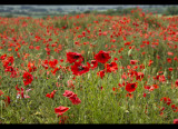 Poppy field 3