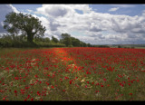 Poppy field 4