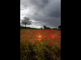 Poppy field 14