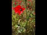 Poppy field 15