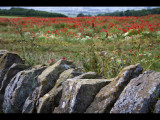 Wall and Poppies