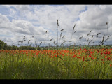 Poppy field 22