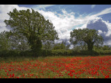 Poppy field 7