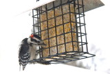 Oiseaux