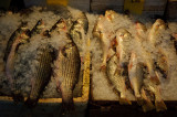 Fish on the Rocks
