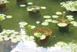 Hong Kong Park 27 - Lily Pond