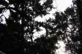 Jungle Drive 3 - Monkeys