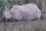 Day 8 - Chitwan National Park